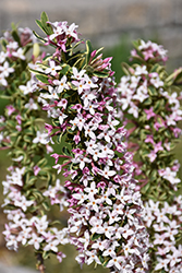 Carol Mackie Daphne (Daphne x burkwoodii 'Carol Mackie') at Lakeshore Garden Centres