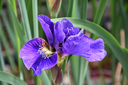 Concord Crush Siberian Iris (Iris sibirica 'Concord Crush') at Lakeshore Garden Centres