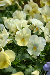 Cool Wave Yellow Pansy (Viola x wittrockiana 'PAS904972') at Stonegate Gardens