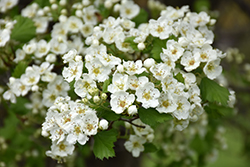 Snowbird Hawthorn (Crataegus x mordenensis 'Snowbird') at Lakeshore Garden Centres