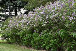 Katherine Havemeyer Lilac (Syringa vulgaris 'Katherine Havemeyer') at Stonegate Gardens