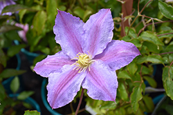 Queen Of Style Clematis (Clematis 'Queen Of Style') at Stonegate Gardens