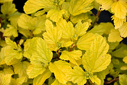 Festivus Gold Ninebark (Physocarpus opulifolius 'Bert Dart's G') at Lakeshore Garden Centres
