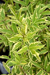 Instant Karma Elder (Sambucus nigra 'Sanivalk') at Lakeshore Garden Centres