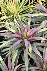 Purple Spanish Bayonet (Yucca aloifolia 'Purpurea') at Stonegate Gardens