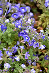Whitley's Speedwell (Veronica whitleyi) at Stonegate Gardens