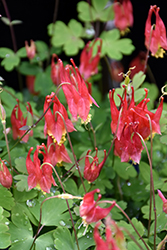 Little Lanterns Columbine (Aquilegia canadensis 'Little Lanterns') at Lakeshore Garden Centres
