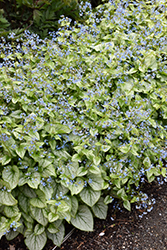 Jack Frost Bugloss (Brunnera macrophylla 'Jack Frost') at Lakeshore Garden Centres