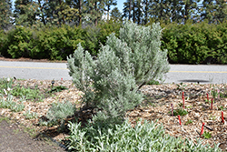 Large Wormwood (Artemisia arborescens) at A Very Successful Garden Center