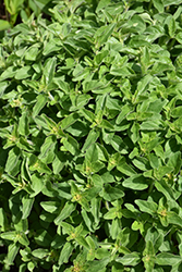 Greek Oregano (Origanum vulgare ssp. hirtum) at Stonegate Gardens