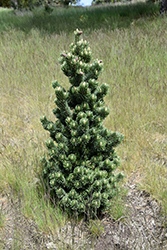 Sherwood Compact Bristlecone Pine (Pinus longaeva 'Sherwood Compact') at Lakeshore Garden Centres
