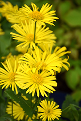 Leonardo Compact Leopard's Bane (Doronicum orientale 'Leonardo Compact') at Lakeshore Garden Centres