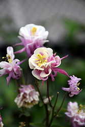 Winky Double Rose And White Columbine (Aquilegia 'Winky Double Rose And White') at Lakeshore Garden Centres
