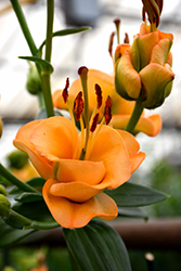 Apricot Fudge Lily (Lilium 'Apricot Fudge') at Lakeshore Garden Centres