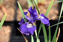 Blue King Siberian Iris (Iris sibirica 'Blue King') at Stonegate Gardens