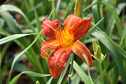 Anzac Daylily (Hemerocallis 'Anzac') at A Very Successful Garden Center