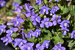 Blue Wood Violet (Viola odorata 'Blue') at Stonegate Gardens