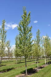 Byland Green Poplar (Populus 'Byland Green') at A Very Successful Garden Center