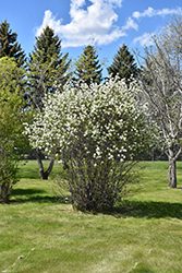Smokey Saskatoon (Amelanchier alnifolia 'Smokey') at Stonegate Gardens