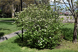 Wayfaring Tree (Viburnum lantana) at Lakeshore Garden Centres