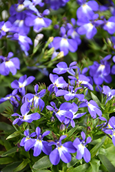 Laguna Compact Blue with Eye Lobelia (Lobelia erinus 'Lobetis') at Lakeshore Garden Centres