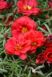 Happy Hour Deep Red Portulaca (Portulaca grandiflora 'PAS752678') at Stonegate Gardens