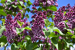 Sensation Lilac (Syringa vulgaris 'Sensation') at Lakeshore Garden Centres