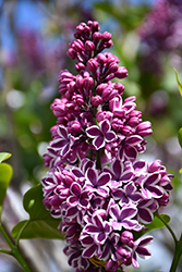 Sensation Lilac (Syringa vulgaris 'Sensation') at Lakeshore Garden Centres