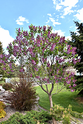 Sensation Lilac (Syringa vulgaris 'Sensation') at Lakeshore Garden Centres