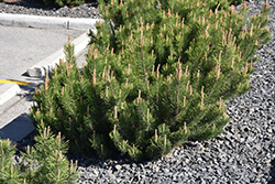 Dwarf Mugo Pine (Pinus mugo var. pumilio) at Stonegate Gardens
