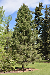 Yellow Pine (Pinus ponderosa) at A Very Successful Garden Center