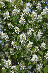 Standing Ovation Saskatoon Berry (Amelanchier alnifolia 'Obelisk') at Lakeshore Garden Centres