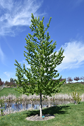 Assiniboine Poplar (Populus 'Assiniboine') at Stonegate Gardens