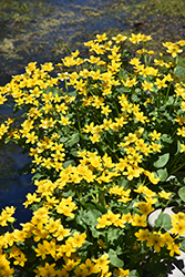 Marsh Marigold (Caltha palustris) at Stonegate Gardens