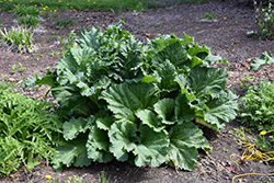 Canada Red Rhubarb (Rheum 'Canada Red') at Lakeshore Garden Centres