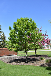 Paskapoo Balsam Poplar (Populus balsamifera 'Paskapoo') at Stonegate Gardens