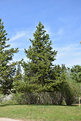 Lodgepole Pine (Pinus contorta 'var. latifolia') at A Very Successful Garden Center
