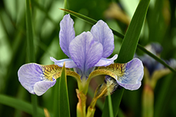 Regency Buck Siberian Iris (Iris sibirica 'Regency Buck') at Stonegate Gardens