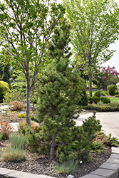 Dolly's Choice Mugo Pine (Pinus mugo 'Dolly's Choice') at Stonegate Gardens
