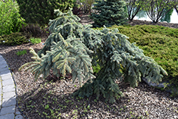Weeping Blue Spruce (Picea pungens 'Pendula') at Lakeshore Garden Centres