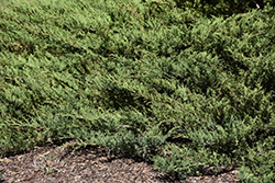 Blue Danube Juniper (Juniperus sabina 'Blue Danube') at Golden Acre Home & Garden