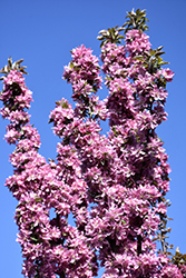 Purple Spire Columnar Crabapple (Malus 'Jefspire') at A Very Successful Garden Center