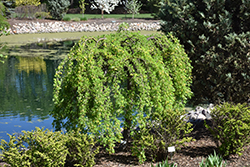 Weeping Peashrub (Caragana arborescens 'Pendula') at Stonegate Gardens