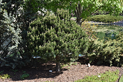 Dwarf Scotch Pine (Pinus sylvestris 'Pumila') at Stonegate Gardens
