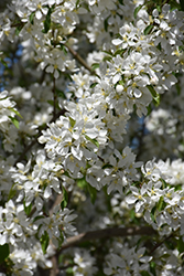 Spring Snow Flowering Crab (Malus 'Spring Snow') at Lakeshore Garden Centres