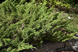 Skandia Juniper (Juniperus sabina 'Skandia') at Stonegate Gardens