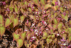 Bishop's Hat (Epimedium x rubrum) at Lakeshore Garden Centres