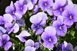 Sorbet Icy Blue Pansy (Viola 'Sorbet Icy Blue') at Stonegate Gardens