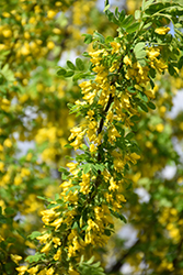 Peashrub (Caragana arborescens) at Stonegate Gardens