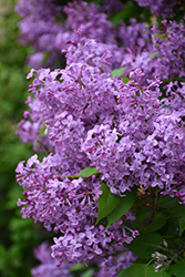 Pocahontas Lilac (Syringa x hyacinthiflora 'Pocahontas') at Lakeshore Garden Centres